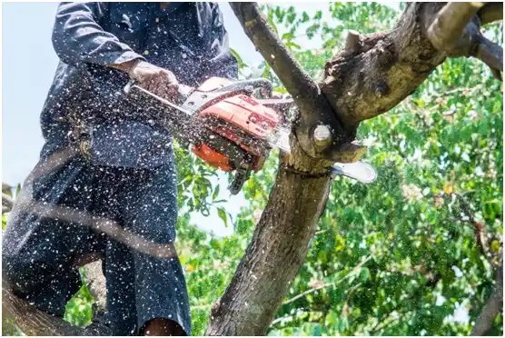 tree services White Center